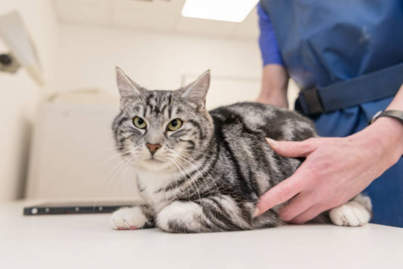 Onde Fazer Radiografia para Gatos Japui - Radiografia para Animais Santos
