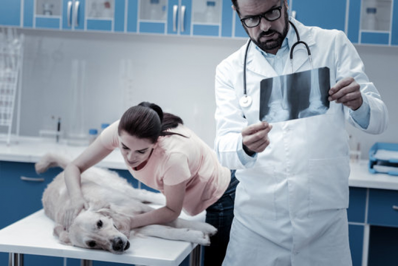 Onde Fazer Radiografia Veterinária Caneleira - Rx para Cachorro