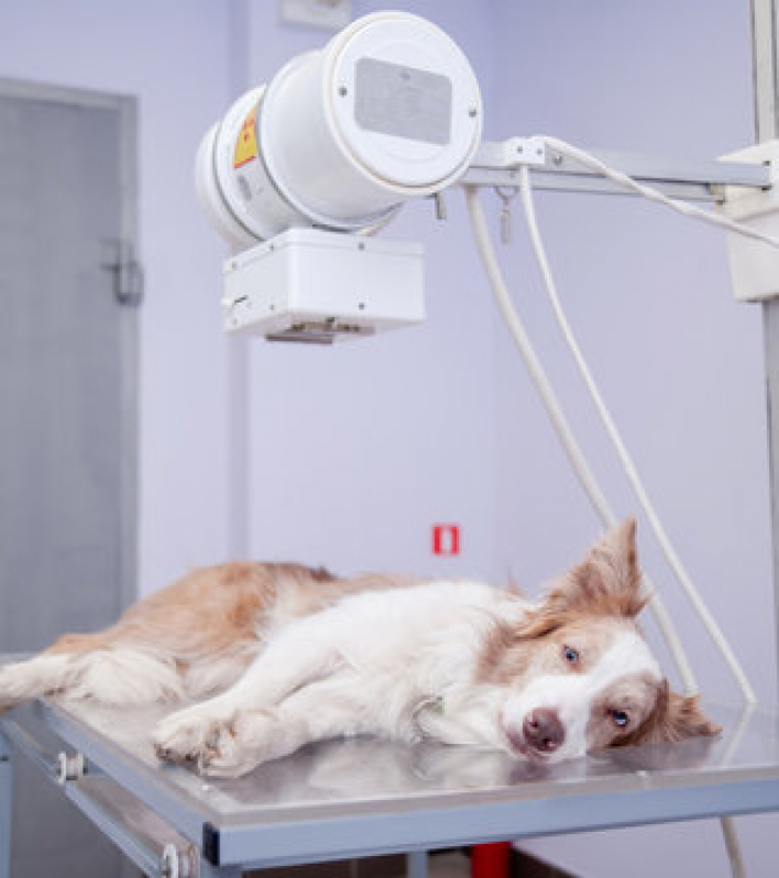 Onde Fazer Rx para Cachorro Vila Nossa Senhora de Fátima - Radiografia para Animais São Vicente