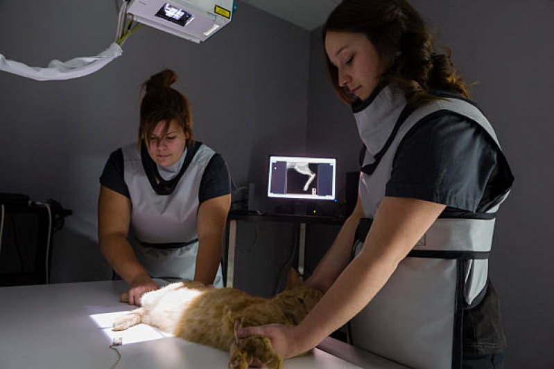 Radiografia Animais Clínica Parque Bandeiras - Rx para Gato
