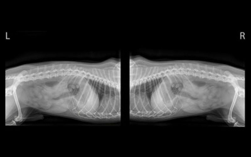 Radiografia Animais Caruara - Radiografia para Gatos