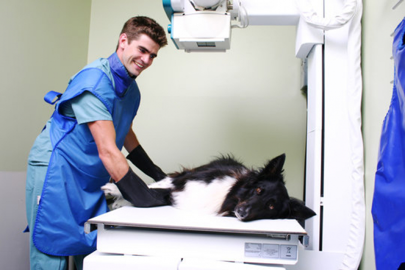 Radiografia para Cachorro Morro Santa Terezinha - Raio X em Cachorro
