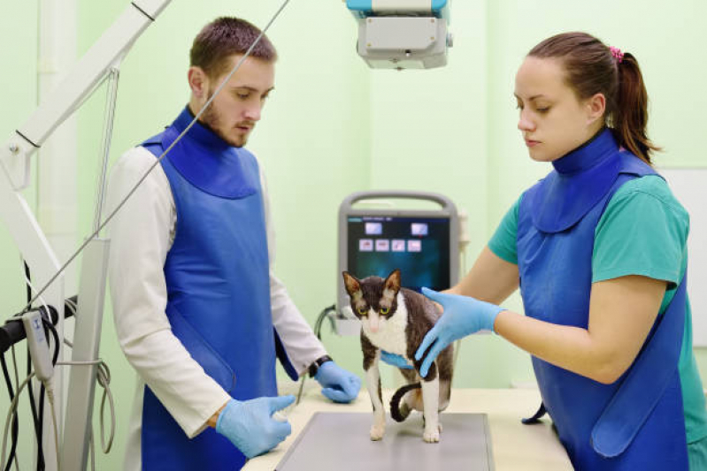 Radiografia para Gatos Agendar Jardim Rio Branco - Radiografia para Cães e Gatos