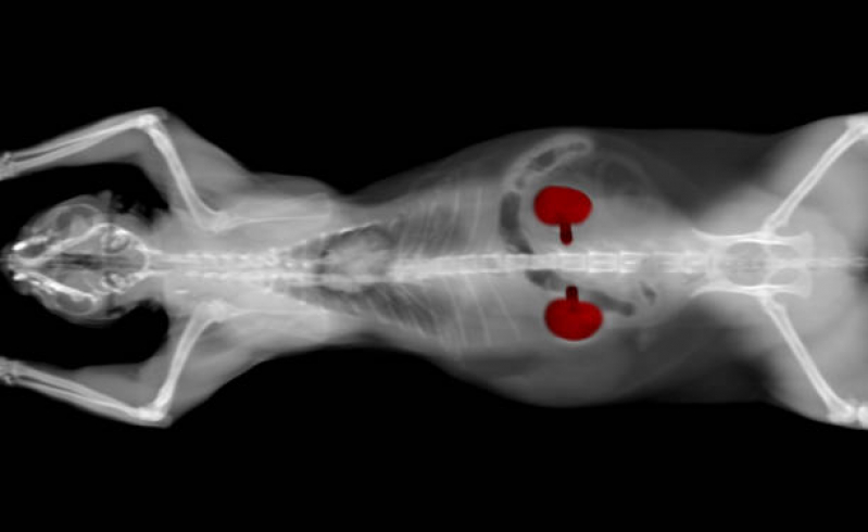 Radiografia para Gatos Clínica Guarujá - Rx para Gato