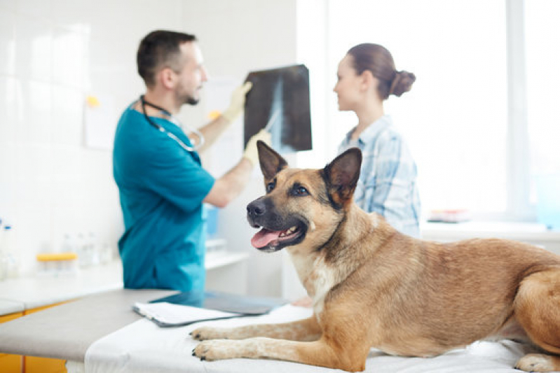 Radiografia Veterinária Parque Prainha - Rx para Cachorro