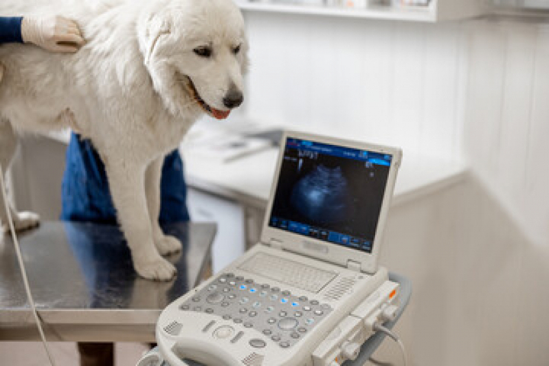 Raio X de Torax de Cachorro Caruara - Radiografia para Cachorro