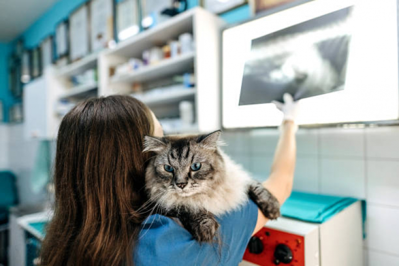 Raio X para Animais Samarita - Radiografia para Gatos