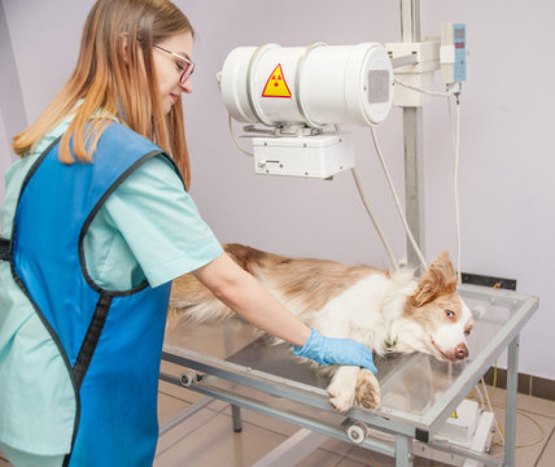 Rx para Cachorro Clínica Baixada Santista - Radiografia para Cães e Gatos