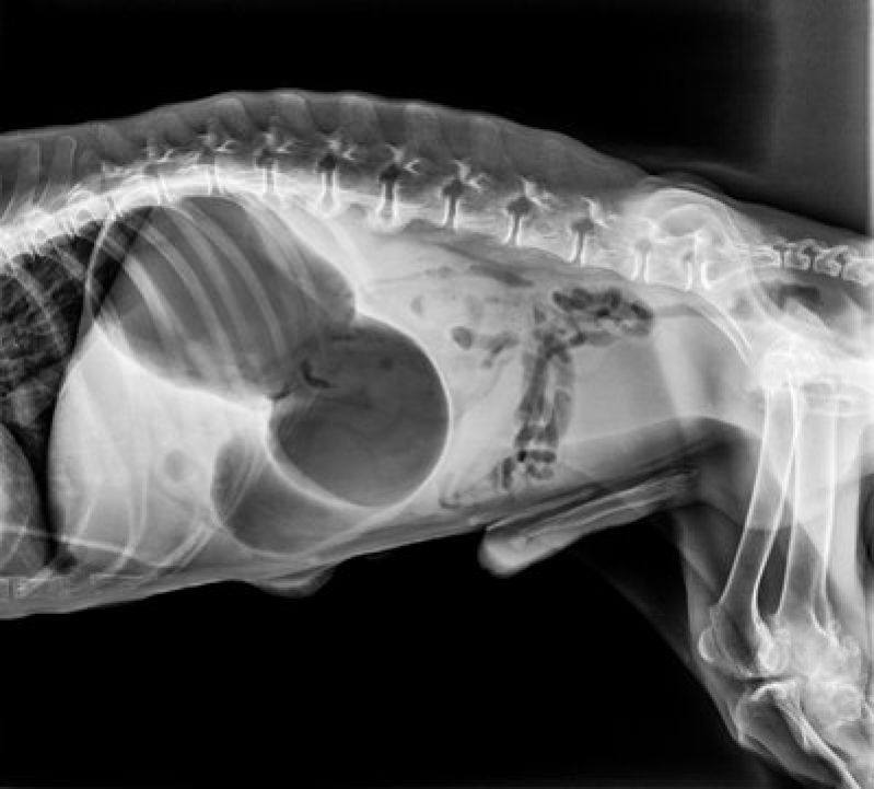 Rx Veterinário Clínica Praia Grande - Radiografia para Animais