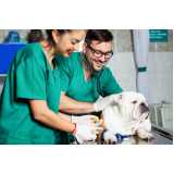 agendamento de exames laboratoriais cães Monte Serrat
