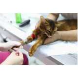 agendamento de exames laboratoriais para animal Porto Alemoa