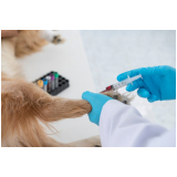 agendar check up veterinário em gatos Parque Continental