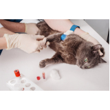 agendar check up veterinário para animais de estimação Embaré