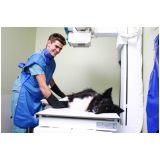 agendar check up veterinário para cães Conjunto Residencial Humaitá