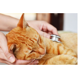 agendar check up veterinário para gatos Vila Matias
