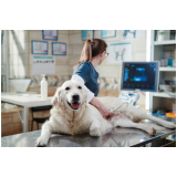 agendar ecocardiograma para cães Porto Saboó