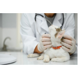 agendar eletrocardiograma em cães e gatos São Vicente