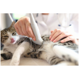 agendar eletrocardiograma para gato Saboó