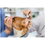 agendar exame parasitológico de fezes em cães Morro Cachoeira