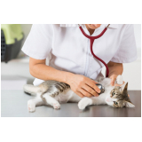 check up veterinário em animais domésticos marcar Vila Margarida