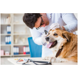 check up veterinário em animais domésticos Centro