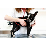 check up veterinário em cachorros marcar Santos