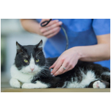 check up veterinário em gatos Cubatão