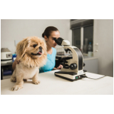check up veterinário para animais de estimação José Menino