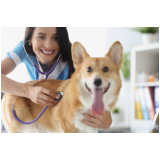 check up veterinário para cachorros marcar José Menino