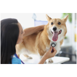 check up veterinário para cachorros Conjunto Residencial Humaitá