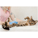clínica especializada em exame de sangue para gatos Samarita