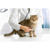 clínica especializada em exame de urina em gatos Aparecida