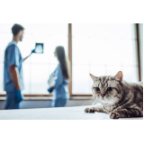 clínica especializada em exames de rotina para gatos Marapé