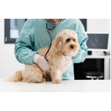 clínica que faz check up veterinário em cachorros Parque Bitaru