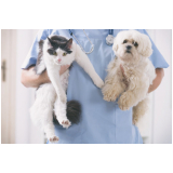 clínica que faz ecocardiograma em gatos Jardim Nosso Lar