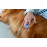 clínica que faz exame cardiológico para cachorros Conjunto Residencial Humaitá