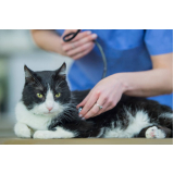 clínica que faz exame cardiológico para gatos Marapé