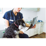 clínica que faz radiografia para cães e gatos Itararé