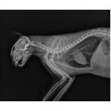 clínica que faz radiografia para gatos Baixada Santista