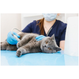 clínica que faz teste de fiv e felv em gatos Porto Saboó