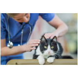 clínica que faz teste de fiv e felv para gatos Conjunto Residencial Humaitá