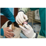 clínica que faz ultrassom abdominal para cachorros Jardim Paraíso