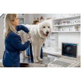 clínica que faz ultrassom de cachorro Parque Bitaru