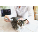 clínica que faz ultrassom de gato Morro Cachoeira