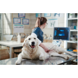 clínica que faz ultrassom em cachorro Cubatão