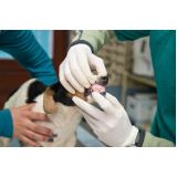 clínica que faz ultrassom para cachorro Parque Continental