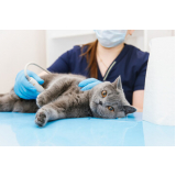 clínica que faz ultrassom para gato Vila Rica