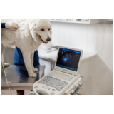 clínica que faz ultrassom veterinário 24 horas Porto Ponta da Praia