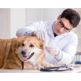 clínica que faz ultrassom veterinário para grandes animais Jardim Castelo