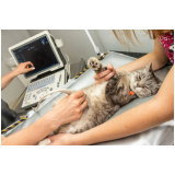 clínica ultrassom ocular veterinário Porto Valongo